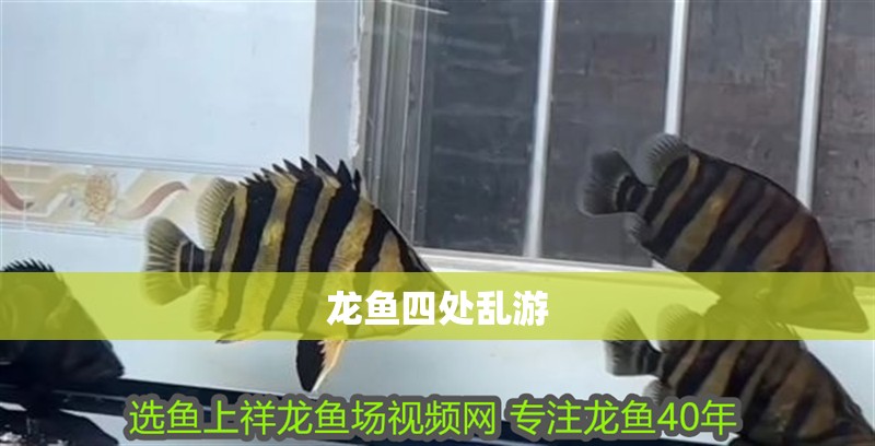 龍魚四處亂游