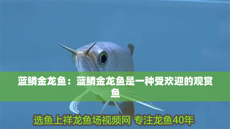 藍鱗金龍魚：藍鱗金龍魚是一種受歡迎的觀賞魚