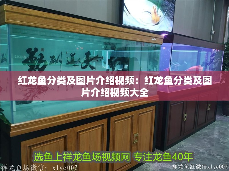 紅龍魚(yú)分類(lèi)及圖片介紹視頻：紅龍魚(yú)分類(lèi)及圖片介紹視頻大全