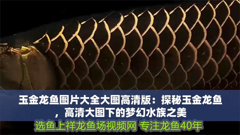 玉金龍魚圖片大全大圖高清版：探秘玉金龍魚，高清大圖下的夢幻水族之美