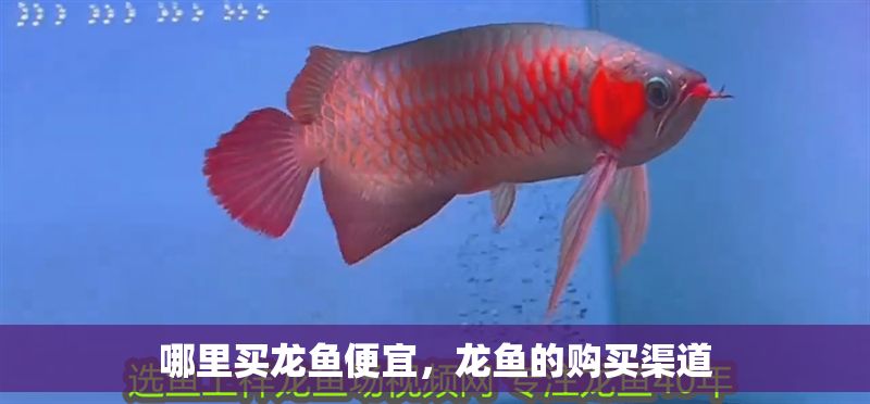 哪里買龍魚便宜，龍魚的購買渠道