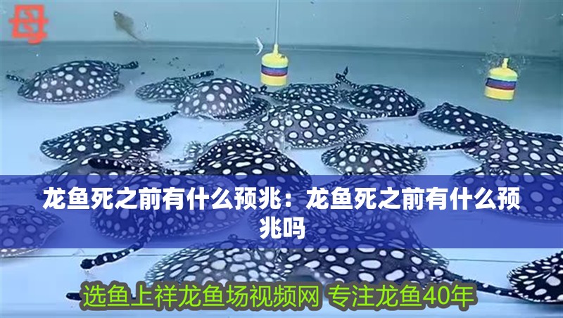 龍魚死之前有什么預兆：龍魚死之前有什么預兆嗎