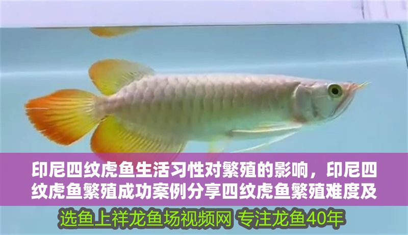 印尼四紋虎魚生活習性對繁殖的影響，印尼四紋虎魚繁殖成功案例分享四紋虎魚繁殖難度及解決方案