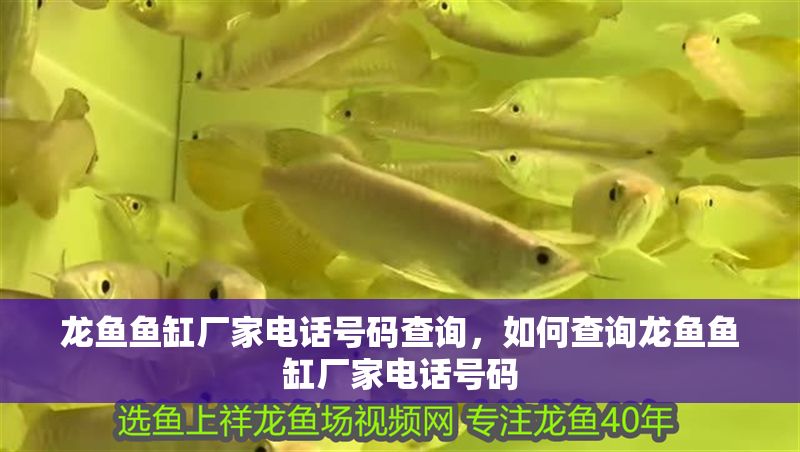 龍魚魚缸廠家電話號碼查詢，如何查詢龍魚魚缸廠家電話號碼 龍魚魚缸廠家電話號碼查詢，如何查詢龍魚魚缸廠家電話號碼 魚缸百科 第2張