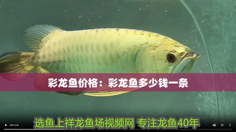 彩龍魚價格：彩龍魚多少錢一條