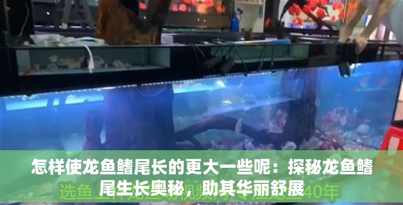 怎樣使龍魚(yú)鰭尾長(zhǎng)的更大一些呢：探秘龍魚(yú)鰭尾生長(zhǎng)奧秘，助其華麗舒展