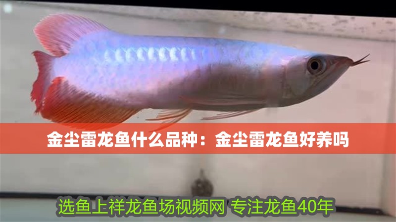 金塵雷龍魚什么品種：金塵雷龍魚好養(yǎng)嗎