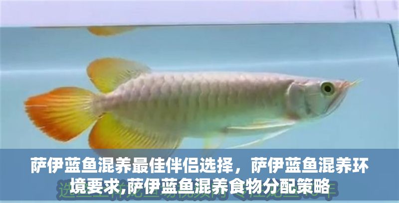薩伊藍魚混養最佳伴侶選擇，薩伊藍魚混養環境要求,薩伊藍魚混養食物分配策略