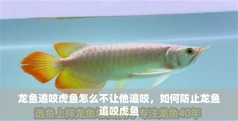 龍魚追咬虎魚怎么不讓他追咬，如何防止龍魚追咬虎魚