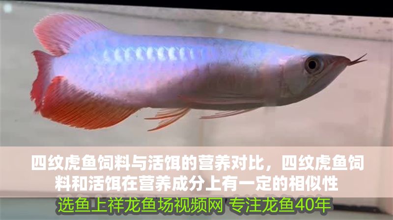 四紋虎魚飼料與活餌的營養(yǎng)對比，四紋虎魚飼料和活餌在營養(yǎng)成分上有一定的相似性