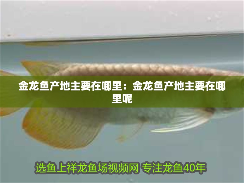 金龍魚產地主要在哪里：金龍魚產地主要在哪里呢 金龍魚產地主要在哪里：金龍魚產地主要在哪里呢 水族問答