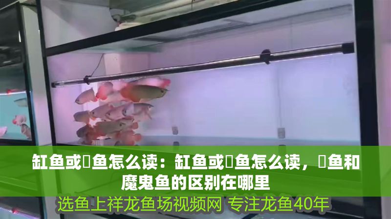 缸魚或魟魚怎么讀：缸魚或魟魚怎么讀，魟魚和魔鬼魚的區別在哪里 缸魚或魟魚怎么讀：缸魚或魟魚怎么讀，魟魚和魔鬼魚的區別在哪里 魟魚百科 第2張