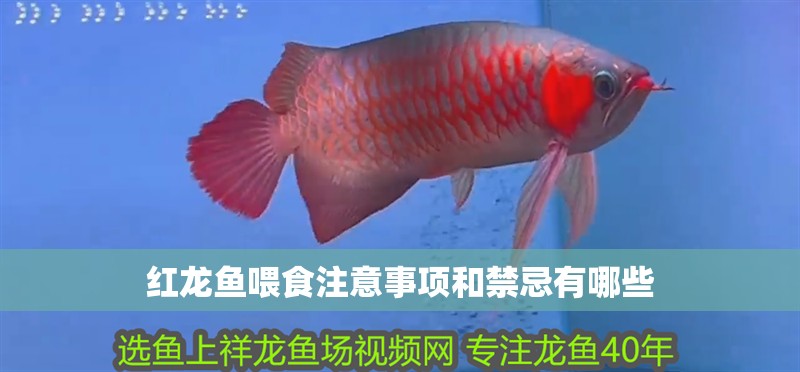 紅龍魚喂食注意事項(xiàng)和禁忌有哪些 紅龍魚喂食注意事項(xiàng)和禁忌有哪些 龍魚百科 第2張