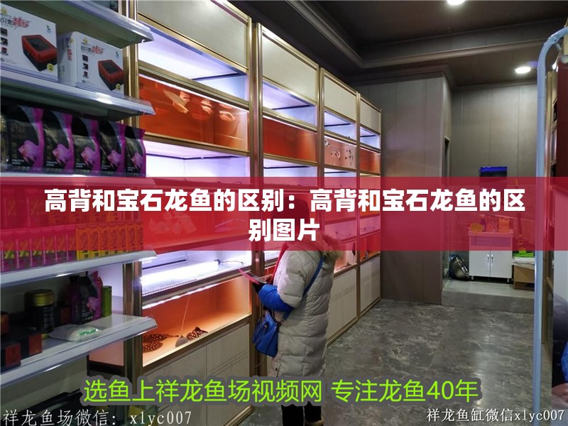高背和寶石龍魚的區別：高背和寶石龍魚的區別圖片