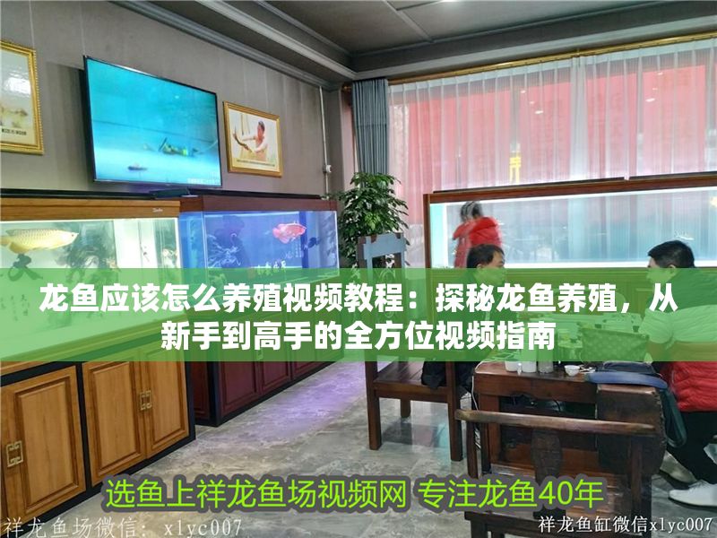 龍魚應該怎么養殖視頻教程：探秘龍魚養殖，從新手到高手的全方位視頻指南