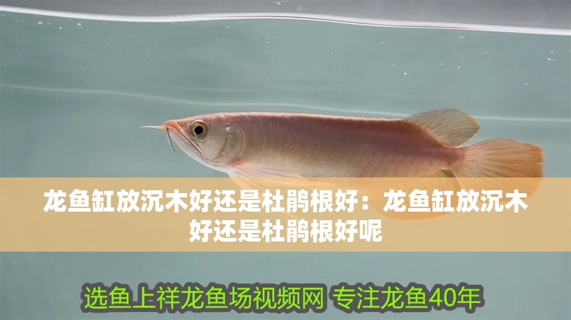 龍魚缸放沉木好還是杜鵑根好：龍魚缸放沉木好還是杜鵑根好呢