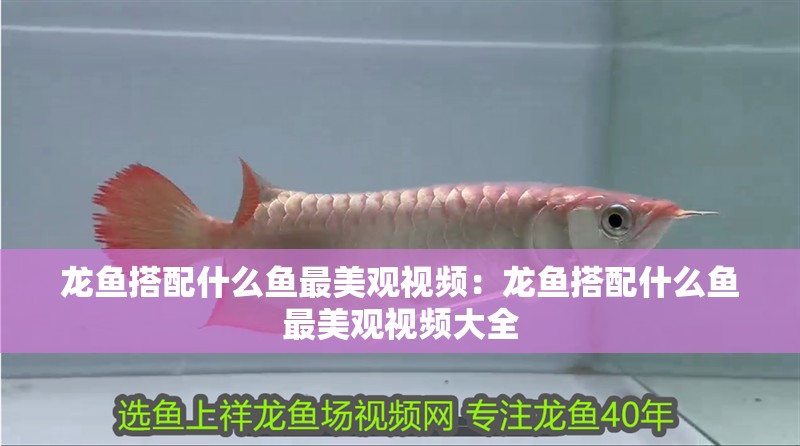 龍魚搭配什么魚最美觀視頻：龍魚搭配什么魚最美觀視頻大全
