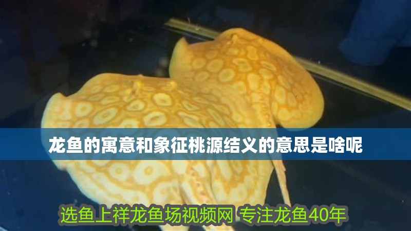 龍魚的寓意和象征桃源結(jié)義的意思是啥呢
