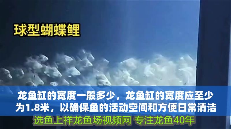 龍魚缸的寬度一般多少，龍魚缸的寬度應至少為1.8米，以確保魚的活動空間和方便日常清潔