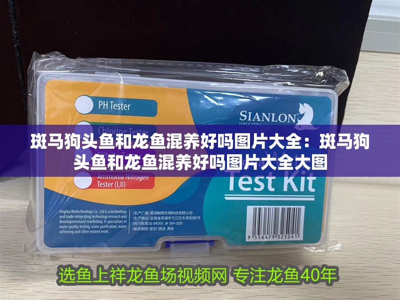 斑馬狗頭魚和龍魚混養(yǎng)好嗎圖片大全：斑馬狗頭魚和龍魚混養(yǎng)好嗎圖片大全大圖