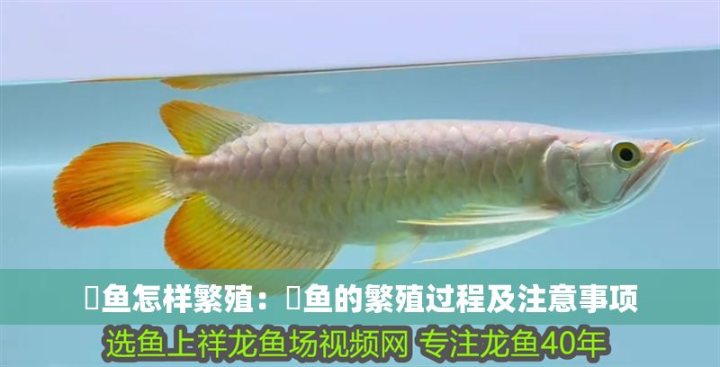 魟魚怎樣繁殖：魟魚的繁殖過程及注意事項