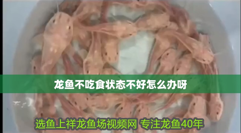 龍魚不吃食狀態(tài)不好怎么辦呀