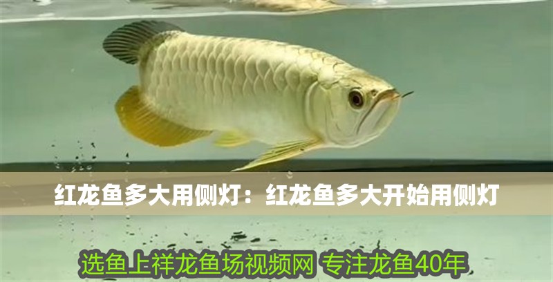 紅龍魚多大用側燈：紅龍魚多大開始用側燈