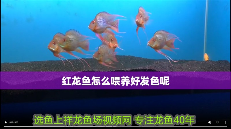 紅龍魚怎么喂養好發色呢 紅龍魚怎么喂養好發色呢 龍魚百科 第1張
