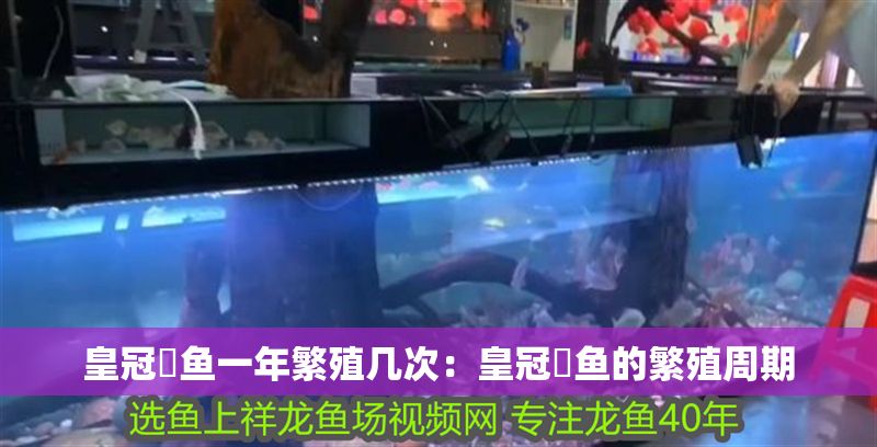 皇冠魟魚一年繁殖幾次：皇冠魟魚的繁殖周期