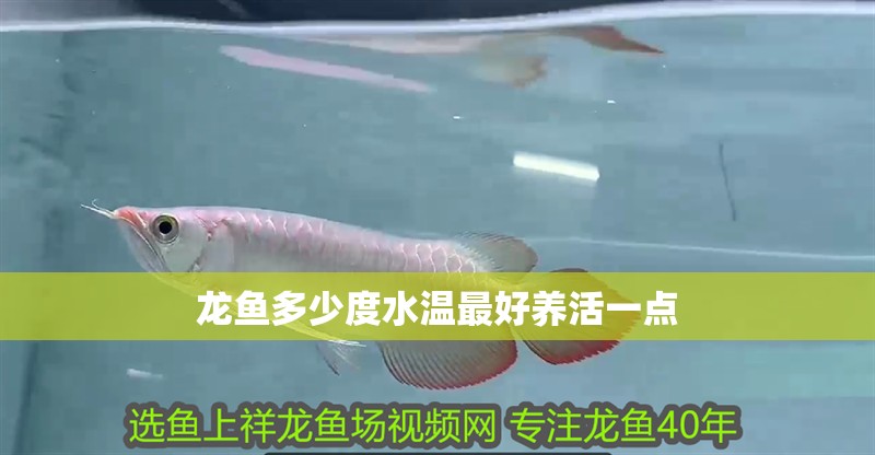 龍魚多少度水溫最好養(yǎng)活一點(diǎn)