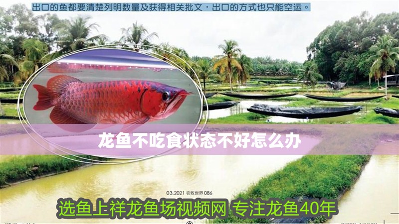 龍魚不吃食狀態(tài)不好怎么辦