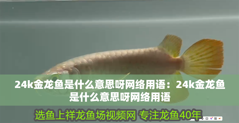 24k金龍魚是什么意思呀網絡用語：24k金龍魚是什么意思呀網絡用語 24k金龍魚是什么意思呀網絡用語：24k金龍魚是什么意思呀網絡用語 水族問答