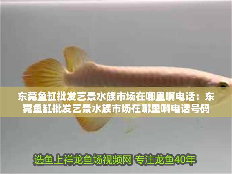 東莞魚缸批發藝景水族市場在哪里啊電話：東莞魚缸批發藝景水族市場在哪里啊電話號碼