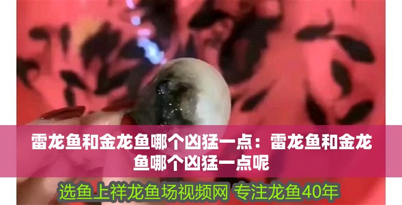 雷龍魚和金龍魚哪個兇猛一點：雷龍魚和金龍魚哪個兇猛一點呢