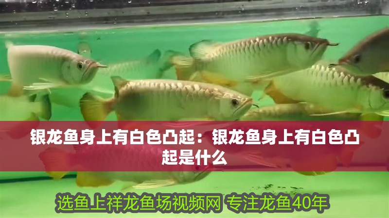 銀龍魚身上有白色凸起：銀龍魚身上有白色凸起是什么