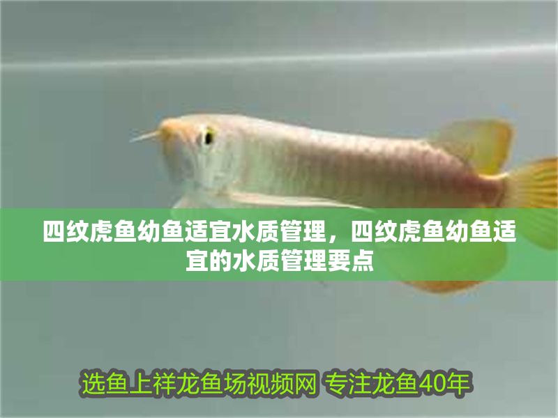 四紋虎魚幼魚適宜水質管理，四紋虎魚幼魚適宜的水質管理要點
