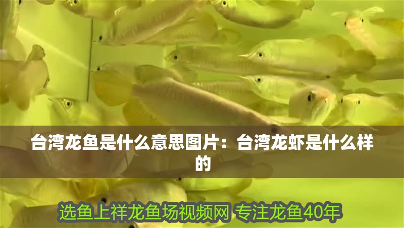 臺灣龍魚是什么意思圖片：臺灣龍蝦是什么樣的