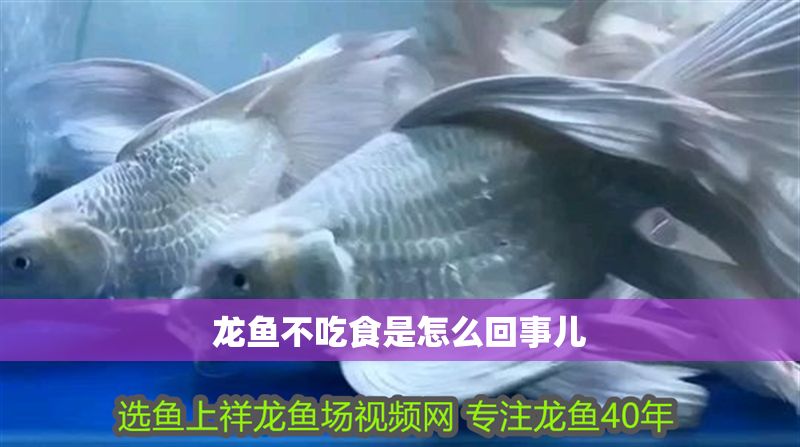 龍魚(yú)不吃食是怎么回事兒 龍魚(yú)不吃食是怎么回事兒 龍魚(yú)百科 第2張