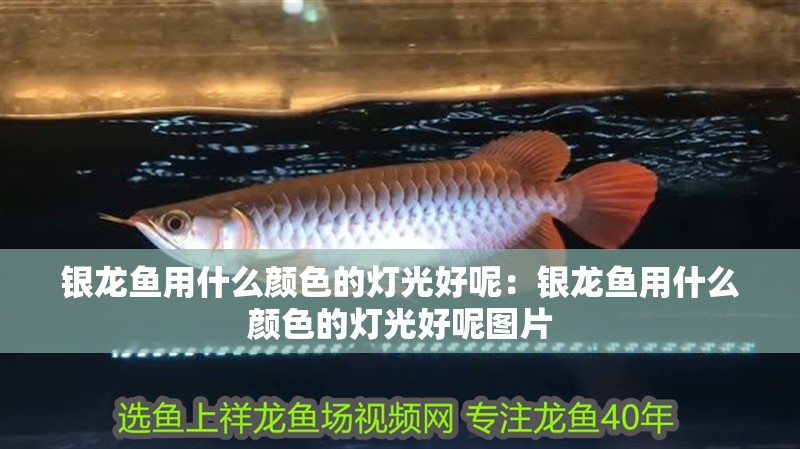 銀龍魚用什么顏色的燈光好呢：銀龍魚用什么顏色的燈光好呢圖片