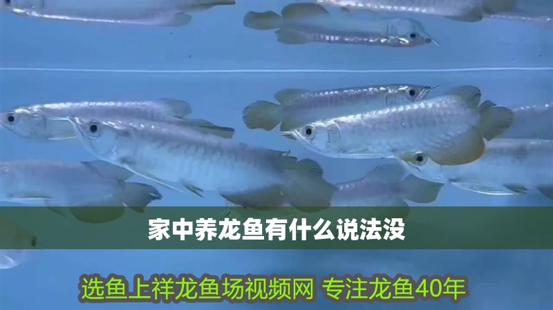 家中養龍魚有什么說法沒