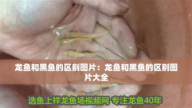 龍魚和黑魚的區別圖片：龍魚和黑魚的區別圖片大全