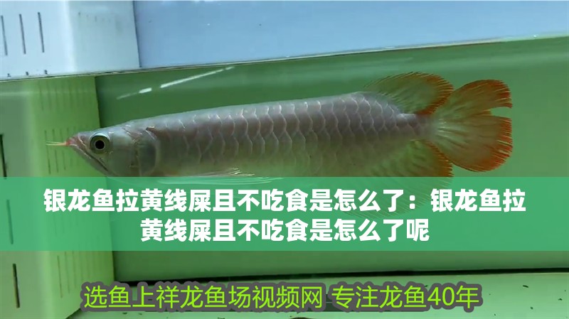 銀龍魚拉黃線屎且不吃食是怎么了：銀龍魚拉黃線屎且不吃食是怎么了呢