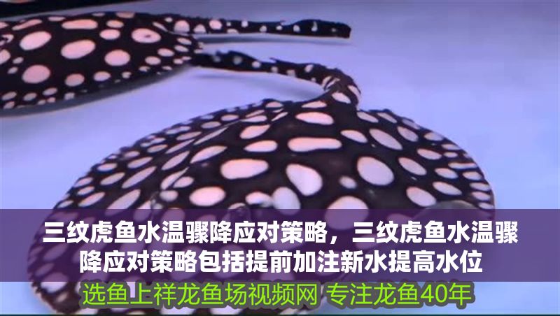 三紋虎魚水溫驟降應對策略，三紋虎魚水溫驟降應對策略包括提前加注新水提高水位