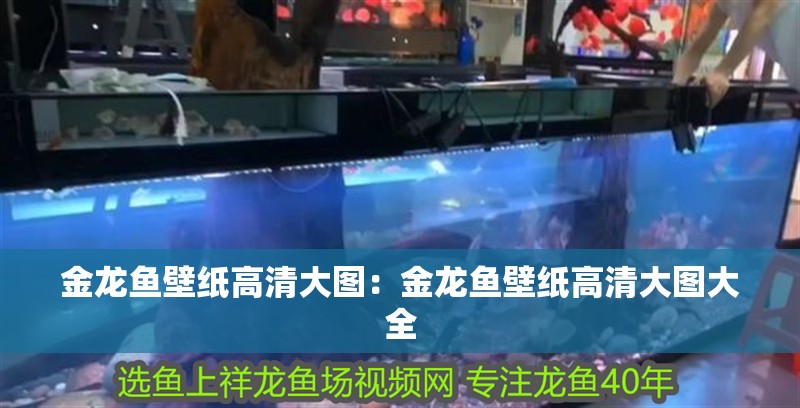 金龍魚壁紙高清大圖:金龍魚壁紙高清大圖大全 水族問答 金龍魚壁紙高清大圖:金龍魚壁紙高清大圖大全 金龍魚壁紙高清大圖:金龍魚壁紙高清大圖大全 水族問答