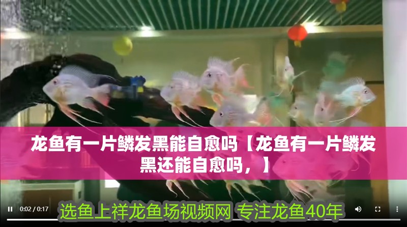 龍魚有一片鱗發黑能自愈嗎【龍魚有一片鱗發黑還能自愈嗎，】 龍魚有一片鱗發黑能自愈嗎【龍魚有一片鱗發黑還能自愈嗎，】 水族問答