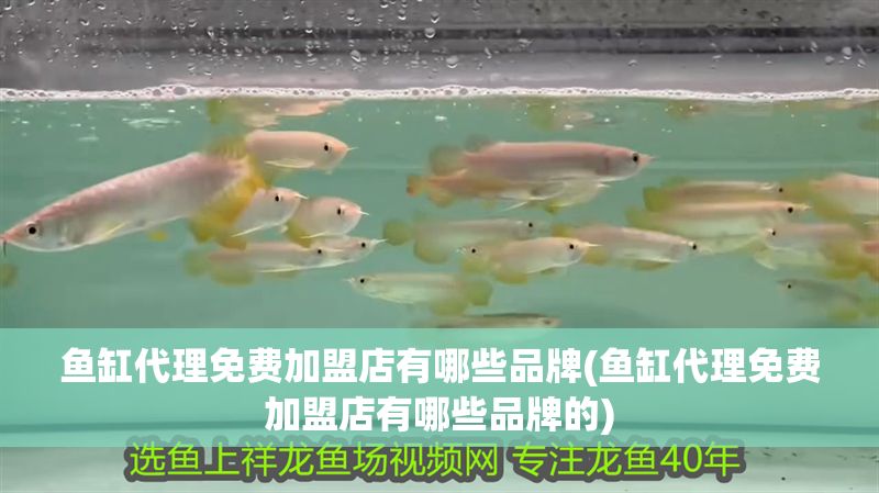 魚缸代理免費加盟店有哪些品牌(魚缸代理免費加盟店有哪些品牌的) 魚缸代理免費加盟店有哪些品牌(魚缸代理免費加盟店有哪些品牌的) 龍魚百科 第1張