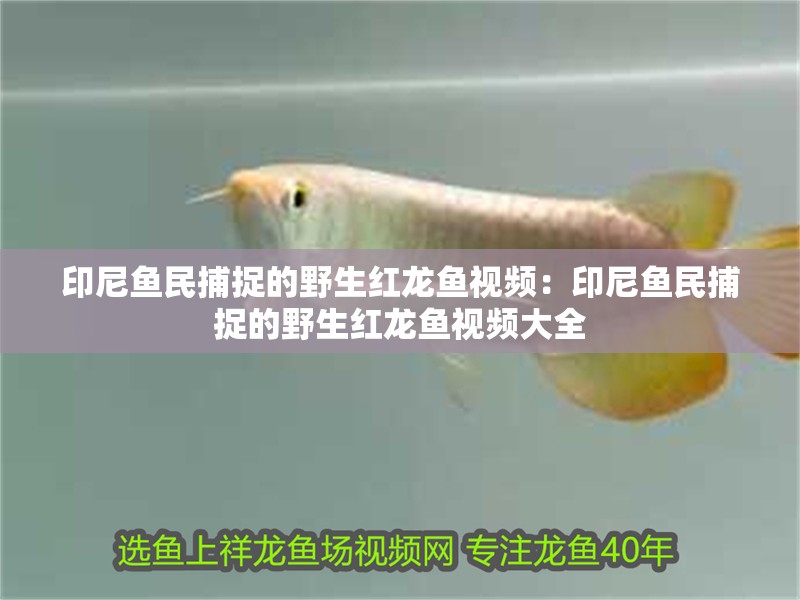 印尼魚民捕捉的野生紅龍魚視頻：印尼魚民捕捉的野生紅龍魚視頻大全