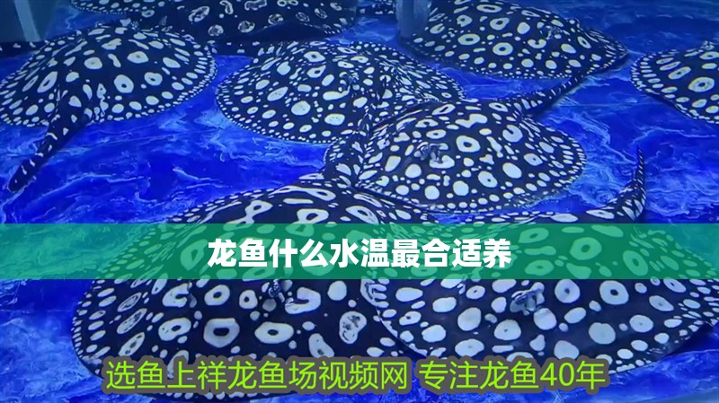 龍魚什么水溫最合適養