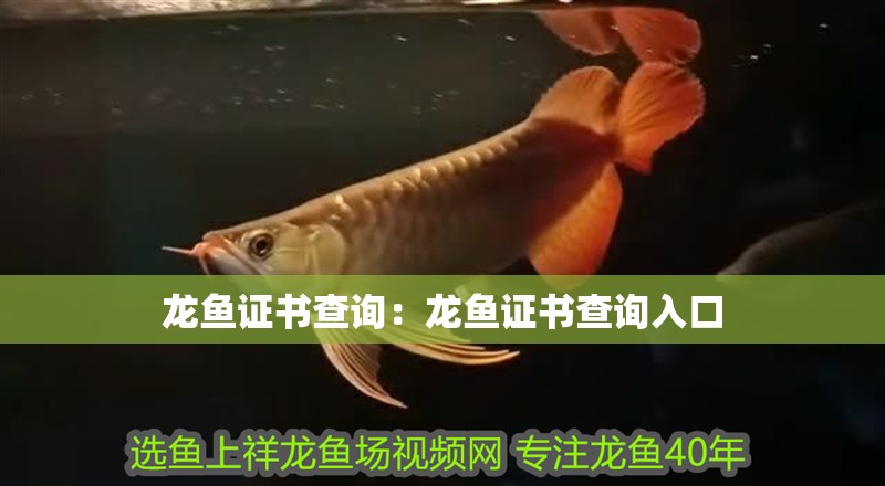 龍魚證書查詢：龍魚證書查詢入口