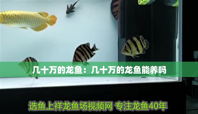 幾十萬的龍魚：幾十萬的龍魚能養(yǎng)嗎